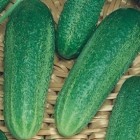 CORNICHON