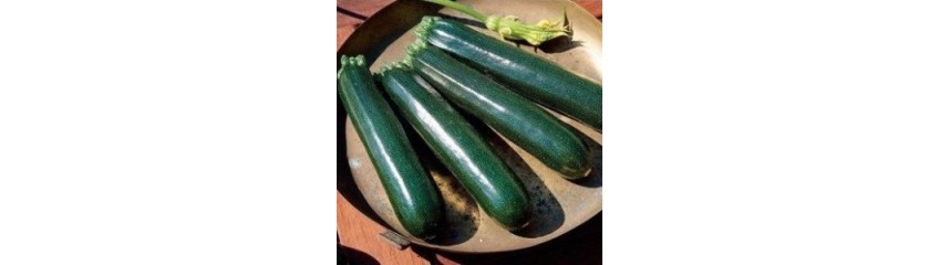 COURGETTES