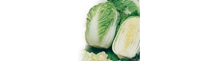 CHOUX DE CHINE