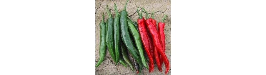 PIMENTS