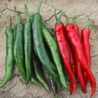 PIMENTS