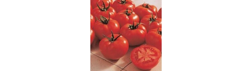 TOMATES RONDES