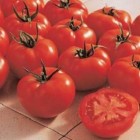 TOMATES RONDES