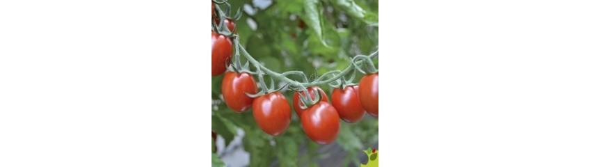 TOMATES CERISES