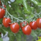 TOMATES CERISES