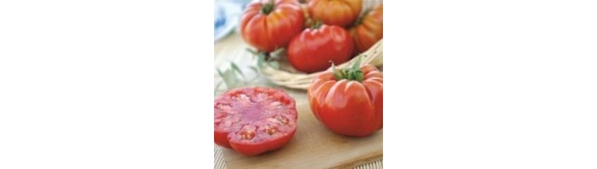 TOMATES ANCIENNES